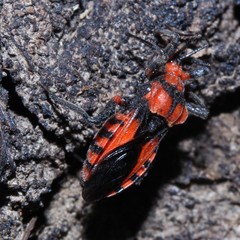Tegea atropicta