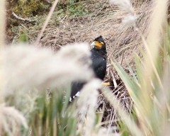 Daptrius carunculatus