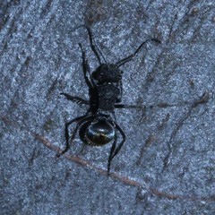 Polyrhachis vermiculosa