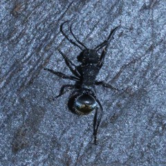 Polyrhachis vermiculosa