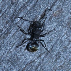 Polyrhachis vermiculosa