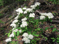 Spiraea flexuosa