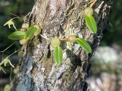 Bulbophyllum exiguum