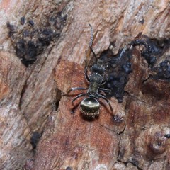 Polyrhachis aurea