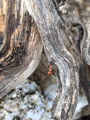 Endiodioctes