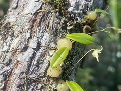 Bulbophyllum exiguum