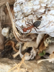 Endiodioctes