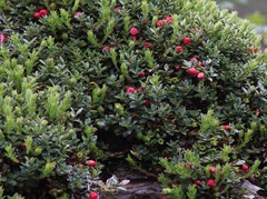 Disterigma empetrifolium