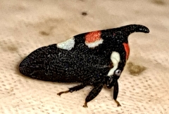 Enchophyllum quinquemaculatum
