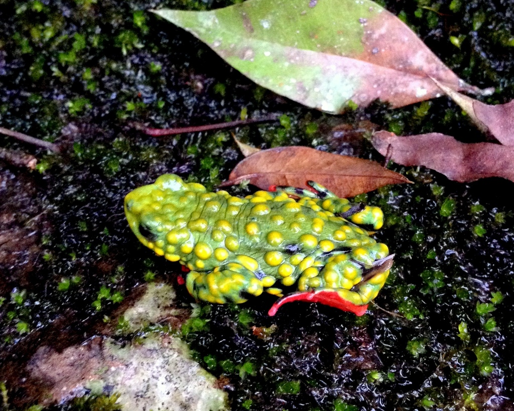 Admirable-Redbelly-Toad