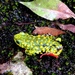 Perau de Janeiro Redbelly Toad - Photo (c) iberemachado, some rights reserved (CC BY), uploaded by Ibere Machado