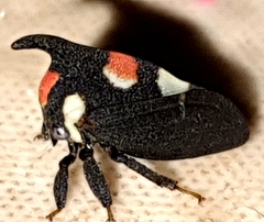 Enchophyllum quinquemaculatum