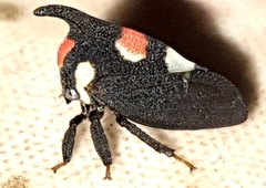 Enchophyllum quinquemaculatum