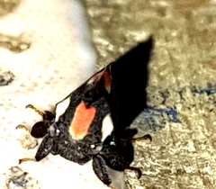 Enchophyllum quinquemaculatum