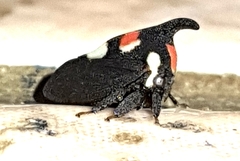 Enchophyllum quinquemaculatum