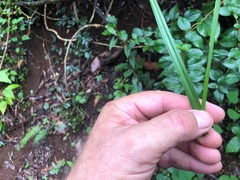 Cyperus tetraphyllus
