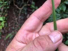 Cyperus tetraphyllus