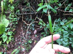 Cyperus tetraphyllus