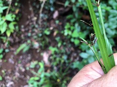 Cyperus tetraphyllus