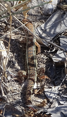 Gerrhosaurus nigrolineatus