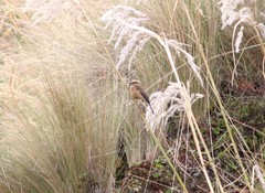 Ochthoeca fumicolor