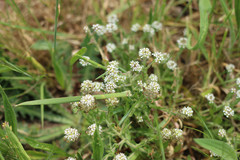 Lepidium heterophyllum
