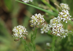 Lepidium heterophyllum