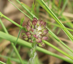 Lepidium heterophyllum