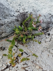 Agathosma ciliaris