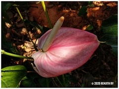 Anthurium andraeanum