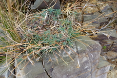Dianthus micropetalus
