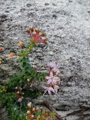 Agathosma ciliaris