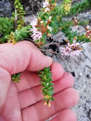 Agathosma ciliaris