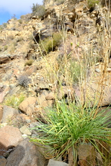 Senecio leptophyllus