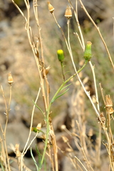 Senecio leptophyllus