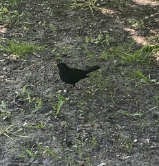 Turdus merula