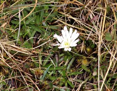Hypochaeris sessiliflora