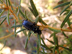 Platycerus caprea