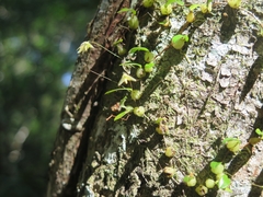 Bulbophyllum exiguum