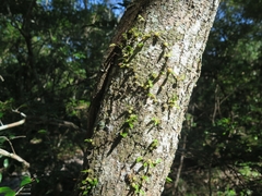 Bulbophyllum exiguum