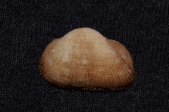 Striarca pisolina
