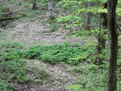 Scopolia caucasica
