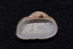 Striarca pisolina
