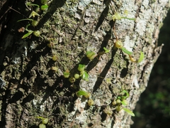 Bulbophyllum exiguum