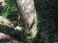 Bulbophyllum exiguum