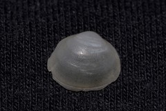 Scintillula solida