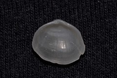 Scintillula solida