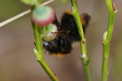 Bombus