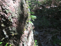 Bulbophyllum exiguum