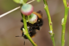 Bombus